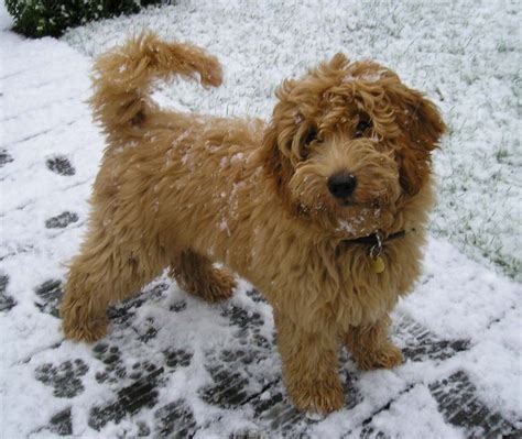 Labradoodle Toy Wow Blog