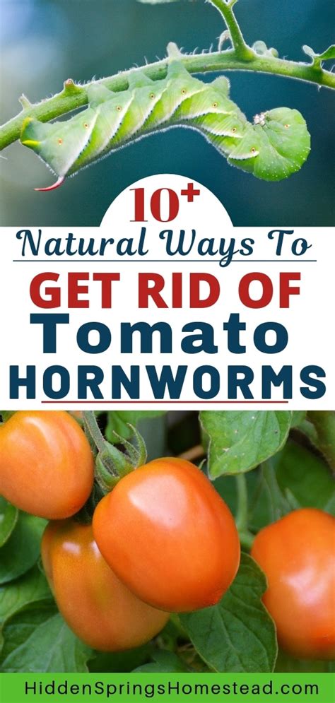 15 Ways To Naturally Control And Get Rid Of Tomato Hornworms