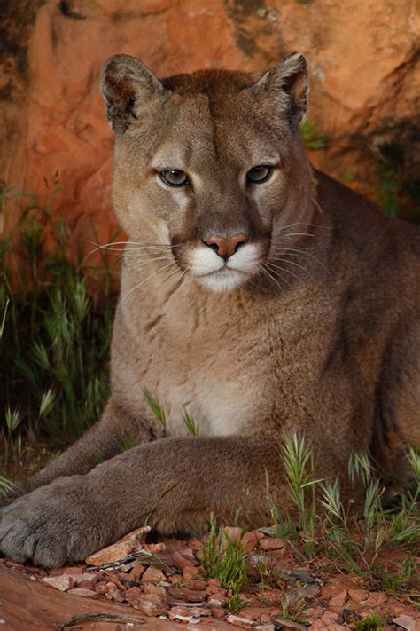 Utah Wildlife Board approves changes to 2021–22 cougar hunts ...