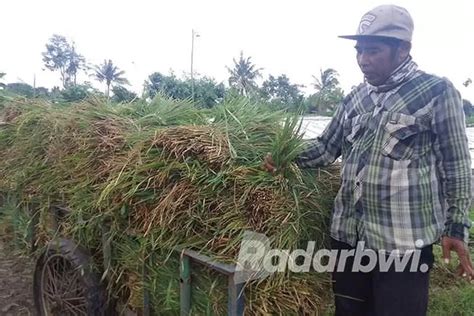 Diserang Hama Wereng Petani Padi Rugi Puluhan Juta Rupiah Radar