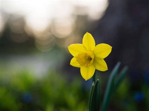 Narcissus Blooming With Symbolism And Secrets Petal Republic