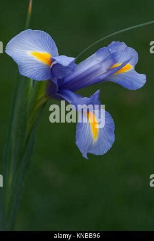 Holand S Iris Xiphium Espa Ol Llamado Iris Tambi N Otro De Los