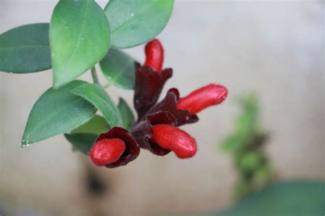 Lipstick plant (Aeschynanthus) – Care Guide & Tips – The Garden Hows