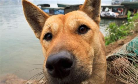 养土狗咋了？中华田园犬一点都不比品种狗狗差的五大理由土狗狗狗田园新浪新闻