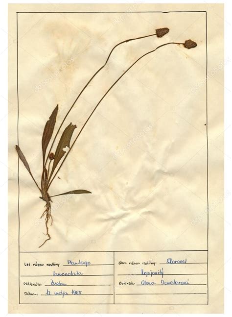 Scanned herbarium sheets - herbs and flowers — Stock Photo © kuco #22418239