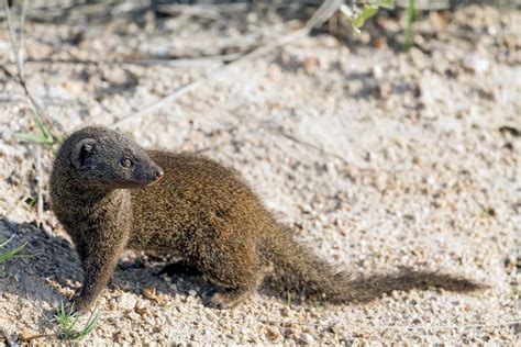 Mongoose – ecoheritage.cpreec.org