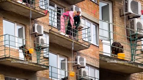 Unos Vecinos Salvan La Vida De Un Perro Desatendido En Un Balc N