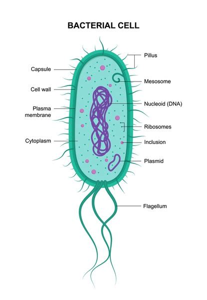 1,516 Bacterial Cell Diagram Royalty-Free Images, Stock Photos ...