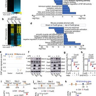 PDF Stromal FOXF2 Suppresses Prostate Cancer Progression And