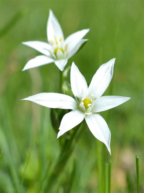 Striking Facts About The Star Of Bethlehem Flower Star Of Bethlehem