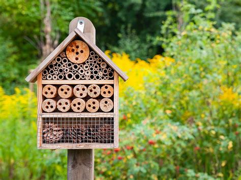 How To Build A Hotel For Wild Bees