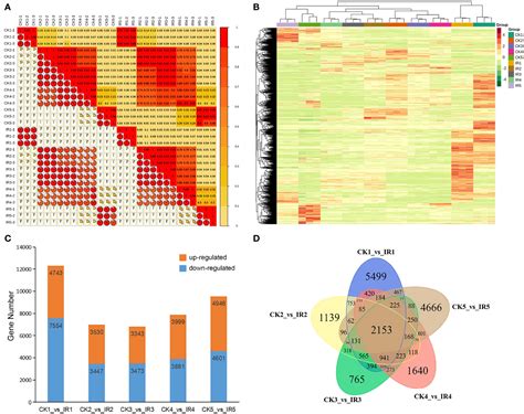 Frontiers Combined Analysis Of Metabolome And Transcriptome Of Wheat