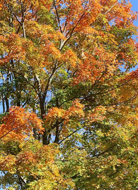 Fall Gradient - Trees in Roosevelt Forest changing colors in the Fall ...