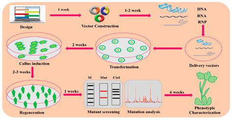 Ijms Free Full Text Modern Trends In Plant Genome Editing An Inclusive Review Of The Crispr