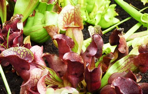 Ultimate Guide And Care for Purple Pitcher Plant | Plantly