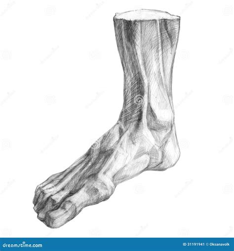 Muscles Of The Human Foot Pencil Drawing Stock Image - Image: 31191941