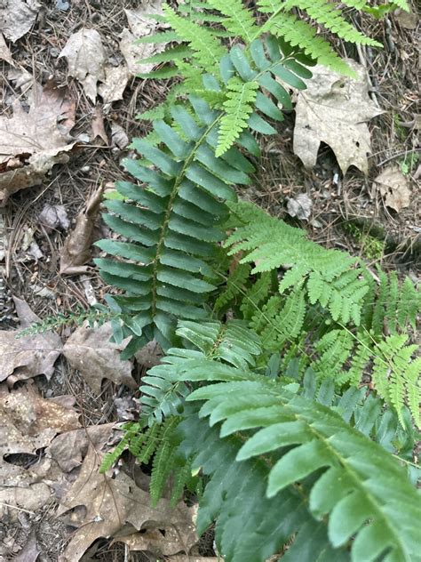 Christmas Fern From Kunkletown Pa Us On June At Pm By