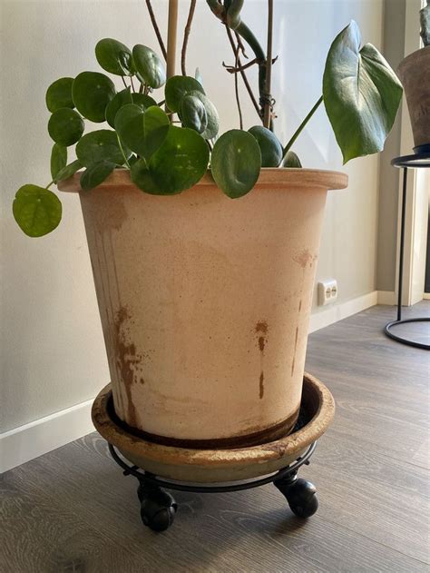 Hvilken Potte Skal Du Bruke Potte Planter Pots Planters