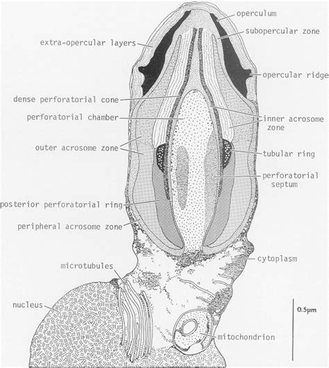 Pdf Spermatophore And Spermatozoal Morphology In The Porcellanidae