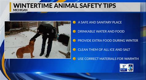 Wintertime Animal Safety Tips Wlns 6 News