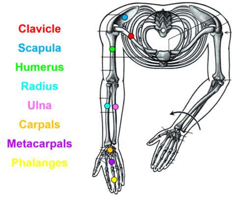 Overview Of The Upper Extremity Flashcards Quizlet