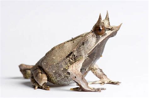 Malaysian Horned Leaf Frog Megophrys Nasuta Joel Sartore