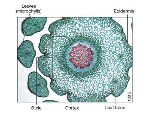 Biodiversity Lab Kingdom Plantae Lower Plants Flashcards Quizlet