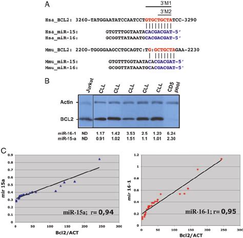 Bcl2 Protein Expression Is Inversely Correlated With Mir 15a And Download Scientific Diagram