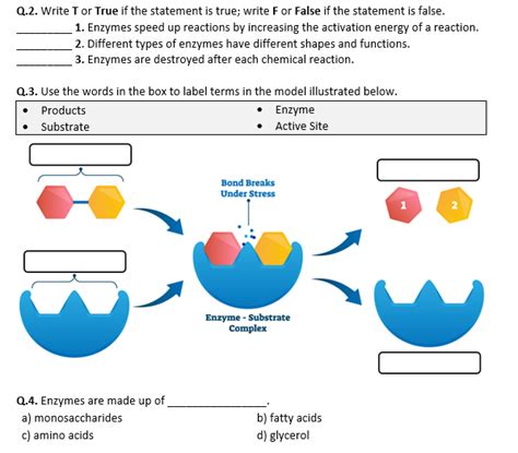 Enzyme Worksheets Answers What Is A Catalyst