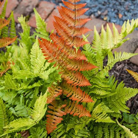 Brilliance Autumn Fern Dormant Bare Root Perennial Starter