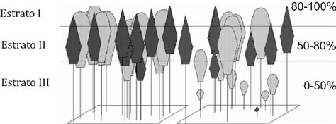 Diversidad Y Distribuci N Vertical De Especies Vegetales Mediante El