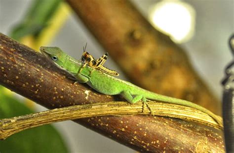 Anole Description Habitat Image Diet And Interesting Facts