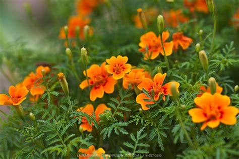 Tangerine Gem Signet Marigold Tagetes Tenuifolia Tangerine Gem