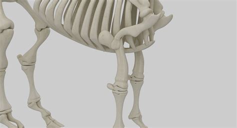 Animal Skeleton Collection 3D Model $89 - .unknown .max - Free3D