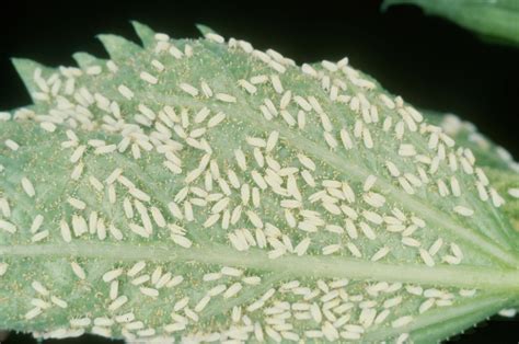 Talking Biotech Indias Cotton Whitefly Attack Vitamin Enhanced