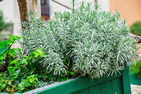 Pruning Harvesting Rosemary Plantura