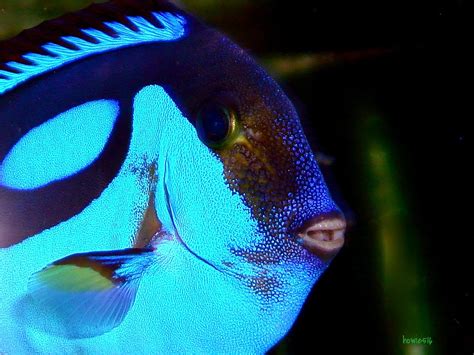 Palette Surgeon Fish Blue Tang Another Pretty Face My Flickr