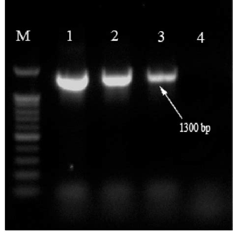 Gel Electrophoresis Of Species Specific 23s Rrna Gene Pcr For S Download Scientific Diagram