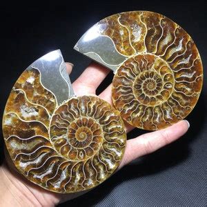 G Pc Natural Rare Ammonite Fossil Conch Quartz Crystal Fossil