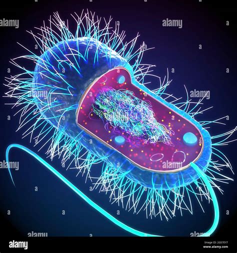 Prokaryotic cell structure, illustration Stock Photo - Alamy