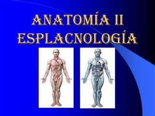 Anatomia Esplactologia Ppt