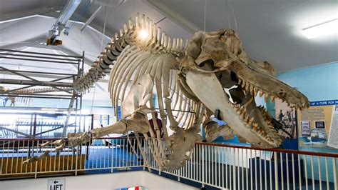 Eden Killer Whale Museum reassembles skeleton of famous orca 'Old Tom ...