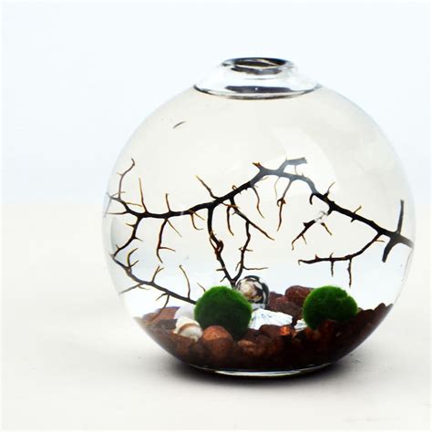 Marimo Aquatic Terrarium Japanese Moss Ball Aquarium Ball Etsy