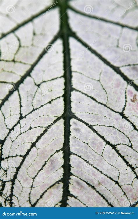 Leaf Pattern Texture Background Stock Image - Image of stem, object ...