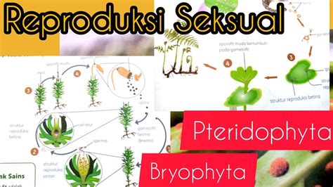 Reproduksi Seksual Pada Tumbuhan Paku Pteridophyta Dan Lumut