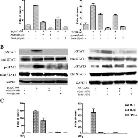 The Proposed Activation Of JAK STAT Signal Pathway Induced By DON And