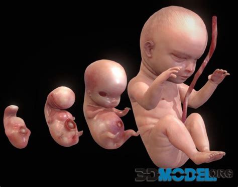 D Model Human Embryonic Fetal Development Stages Pbr