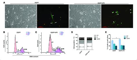 Vp1 Of Cvb3 Induces G1 Arrest In Cadrdiomyocytes A Cardiomyocytes