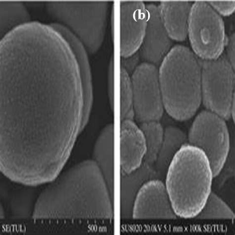 Scanning Electron Microscopy Image Of Synthesized Silica Nanoparticles