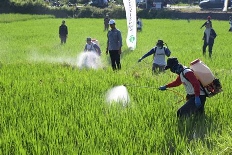 Kendalikan Hama Padi Dinas Pertanian Turun Tangan Bantu Petani